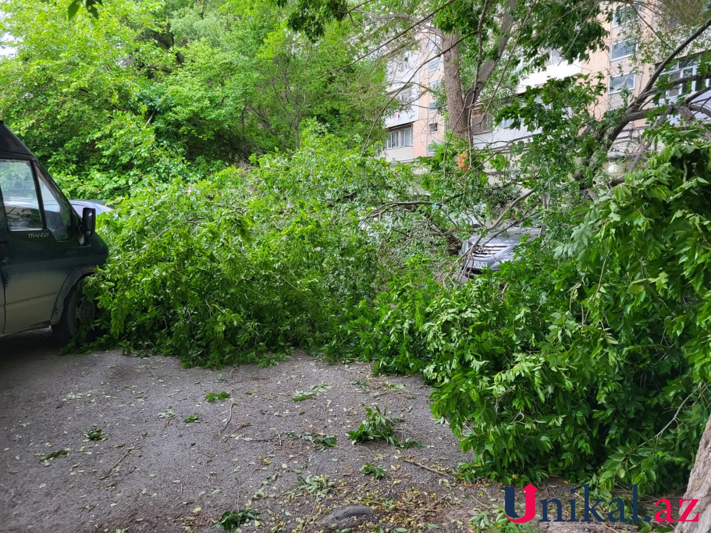Bakıda ağac avtomobillərin üzərinə aşdı - FOTOLAR